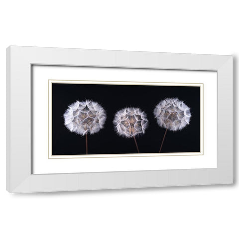 Dandelion Clock on black background White Modern Wood Framed Art Print with Double Matting by Frank, Assaf