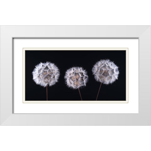 Dandelion Clock on black background White Modern Wood Framed Art Print with Double Matting by Frank, Assaf