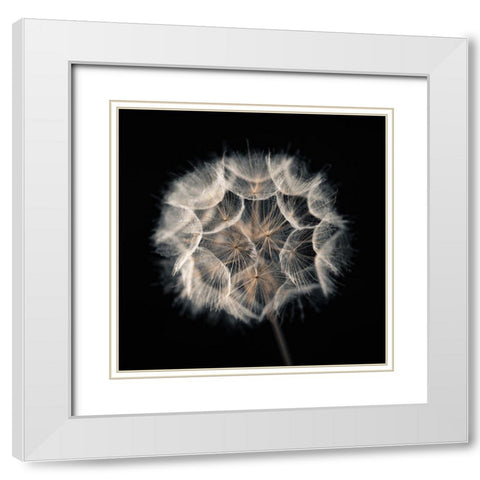 Dandelion Clock on black background White Modern Wood Framed Art Print with Double Matting by Frank, Assaf