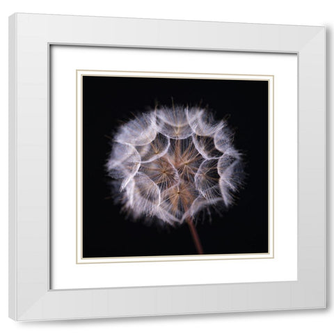 Dandelion Clock on black background White Modern Wood Framed Art Print with Double Matting by Frank, Assaf