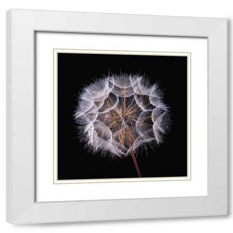 Dandelion Clock on black background White Modern Wood Framed Art Print with Double Matting by Frank, Assaf