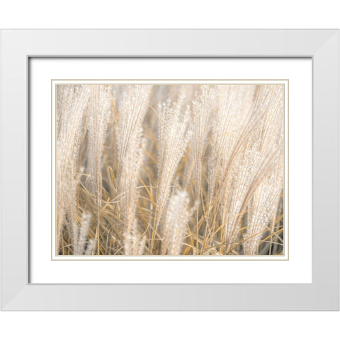 Japanese Silver Grass White Modern Wood Framed Art Print with Double Matting by Frank, Assaf