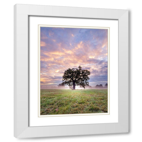 Tree in a filed at sunrise White Modern Wood Framed Art Print with Double Matting by Frank, Assaf