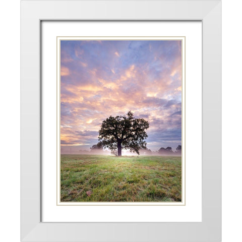 Tree in a filed at sunrise White Modern Wood Framed Art Print with Double Matting by Frank, Assaf