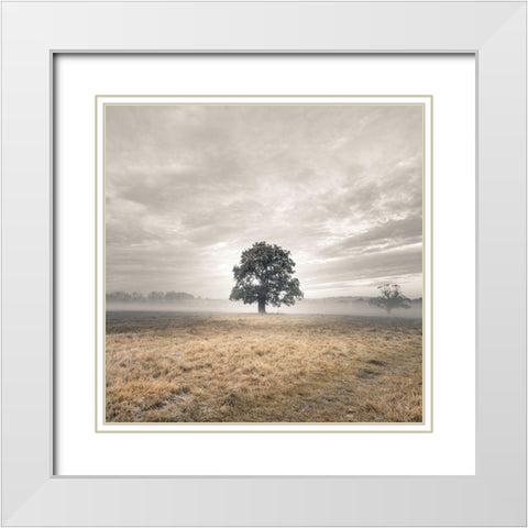 Tree in a filed at sunrise White Modern Wood Framed Art Print with Double Matting by Frank, Assaf