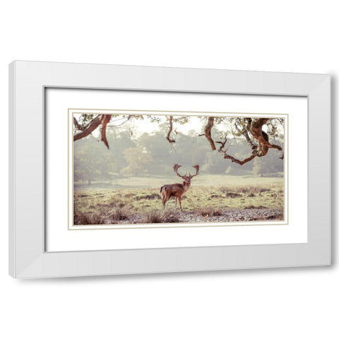 Stag in a field White Modern Wood Framed Art Print with Double Matting by Frank, Assaf