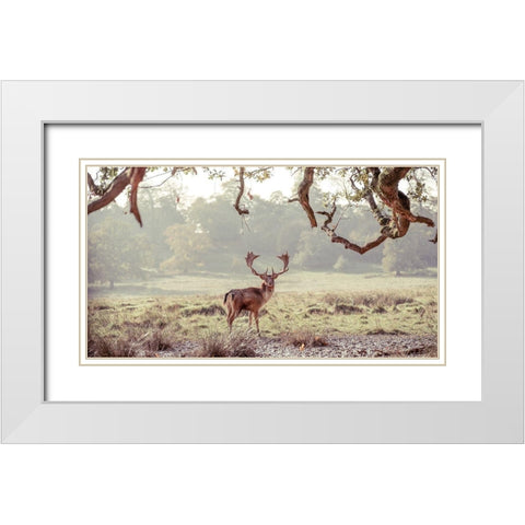 Stag in a field White Modern Wood Framed Art Print with Double Matting by Frank, Assaf