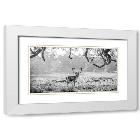 Stag in a field White Modern Wood Framed Art Print with Double Matting by Frank, Assaf