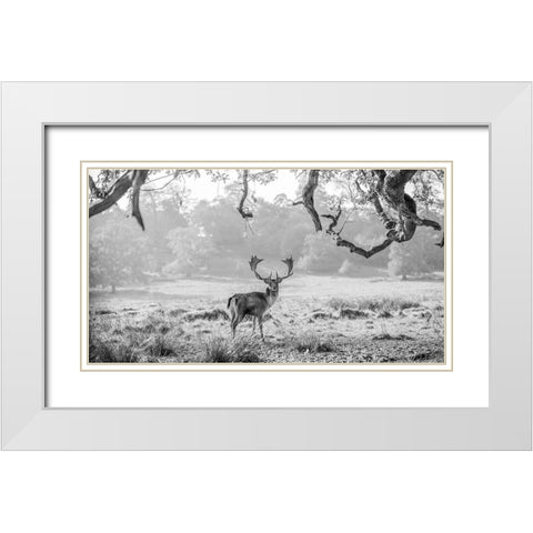 Stag in a field White Modern Wood Framed Art Print with Double Matting by Frank, Assaf
