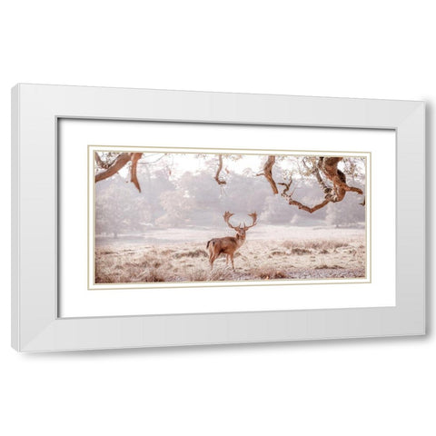 Stag in a field White Modern Wood Framed Art Print with Double Matting by Frank, Assaf