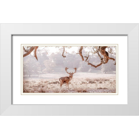Stag in a field White Modern Wood Framed Art Print with Double Matting by Frank, Assaf