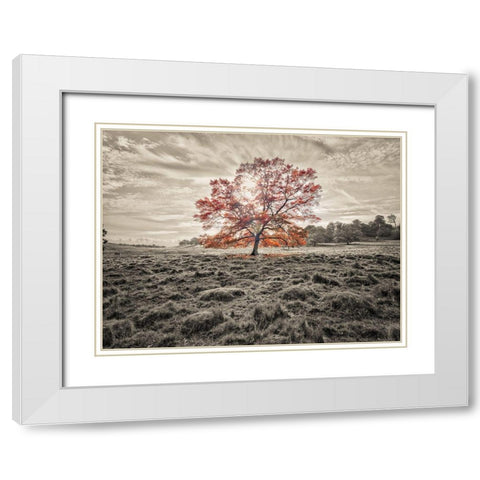 Single tree at autumn White Modern Wood Framed Art Print with Double Matting by Frank, Assaf