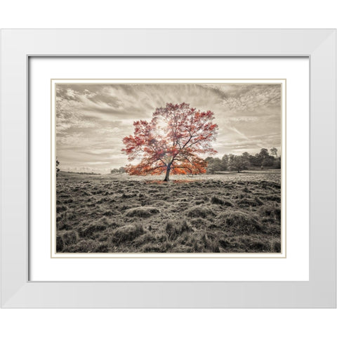 Single tree at autumn White Modern Wood Framed Art Print with Double Matting by Frank, Assaf
