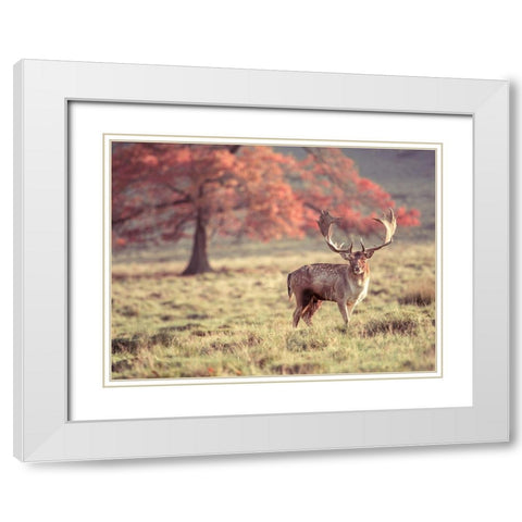 Stag in a field White Modern Wood Framed Art Print with Double Matting by Frank, Assaf
