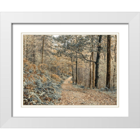 Forest path-Lake District White Modern Wood Framed Art Print with Double Matting by Frank, Assaf