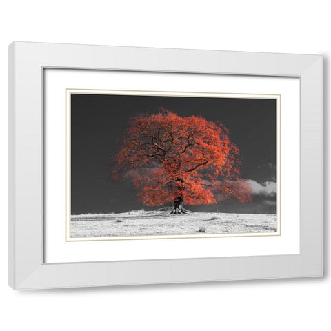 Tree on a hill-orange White Modern Wood Framed Art Print with Double Matting by Frank, Assaf