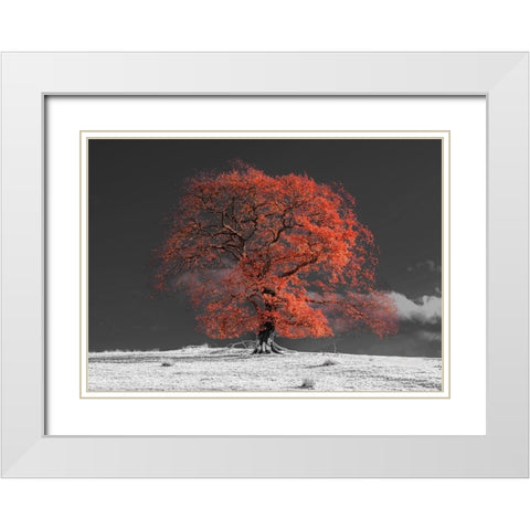 Tree on a hill-orange White Modern Wood Framed Art Print with Double Matting by Frank, Assaf