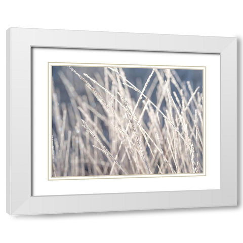 Frost on Grass White Modern Wood Framed Art Print with Double Matting by Frank, Assaf