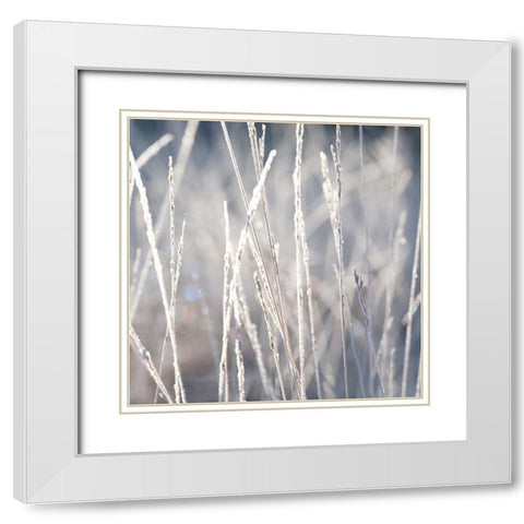 Frost on Grass White Modern Wood Framed Art Print with Double Matting by Frank, Assaf