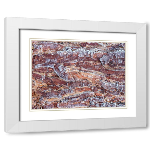 Frost on wood bark White Modern Wood Framed Art Print with Double Matting by Frank, Assaf