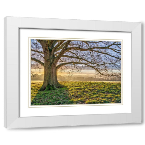 Tree in a meadow White Modern Wood Framed Art Print with Double Matting by Frank, Assaf
