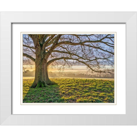 Tree in a meadow White Modern Wood Framed Art Print with Double Matting by Frank, Assaf