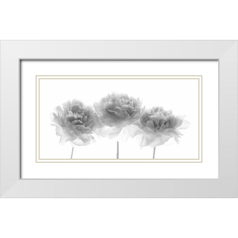Peonies on white background White Modern Wood Framed Art Print with Double Matting by Frank, Assaf