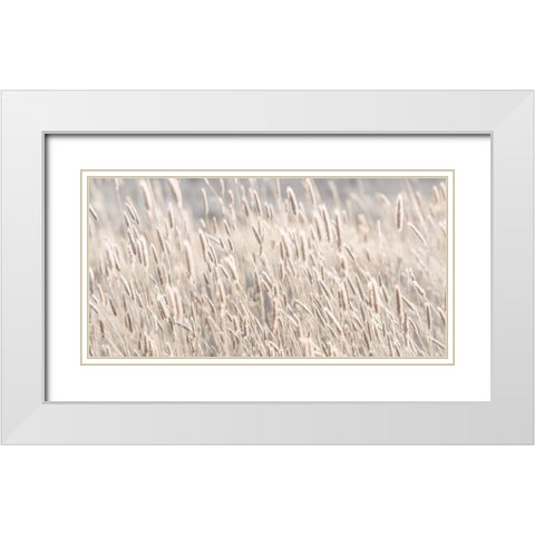Grass in meadow White Modern Wood Framed Art Print with Double Matting by Frank, Assaf