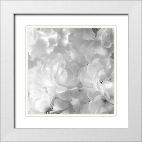 Roses White Modern Wood Framed Art Print with Double Matting by Frank, Assaf