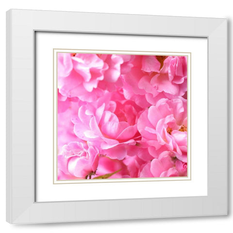 Pink roses White Modern Wood Framed Art Print with Double Matting by Frank, Assaf