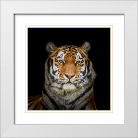 Tiger face White Modern Wood Framed Art Print with Double Matting by Frank, Assaf