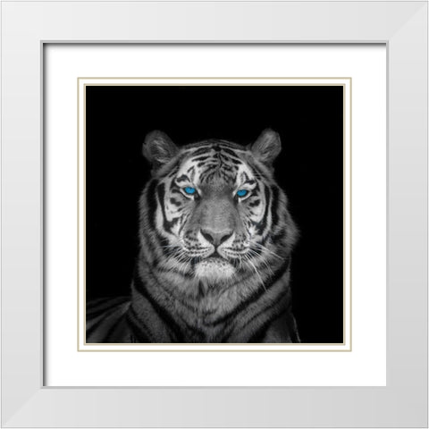 Blue eyes tiger face White Modern Wood Framed Art Print with Double Matting by Frank, Assaf