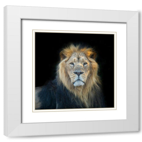 Lion face White Modern Wood Framed Art Print with Double Matting by Frank, Assaf