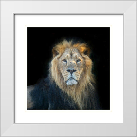 Lion face White Modern Wood Framed Art Print with Double Matting by Frank, Assaf