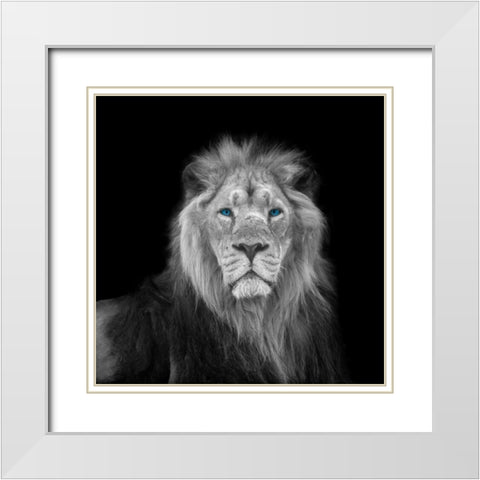 Blue eyes lion face White Modern Wood Framed Art Print with Double Matting by Frank, Assaf