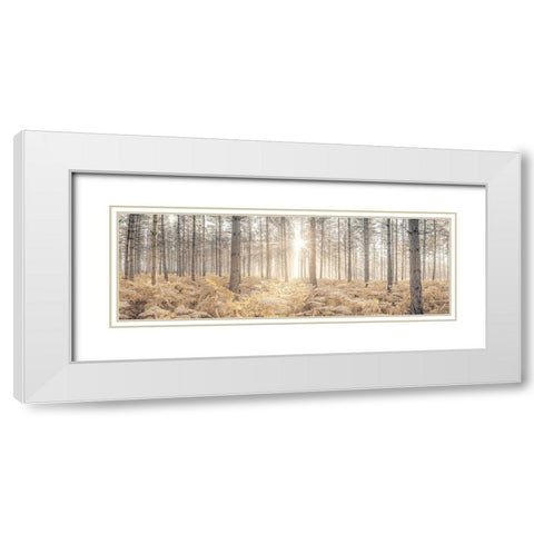 Sunrays through forest trees White Modern Wood Framed Art Print with Double Matting by Frank, Assaf