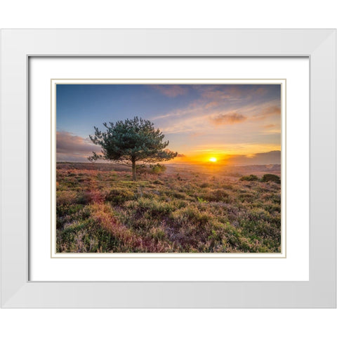 Lone tree sunset-New Forest White Modern Wood Framed Art Print with Double Matting by Frank, Assaf
