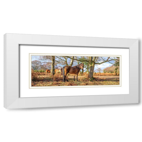 Horse in forest White Modern Wood Framed Art Print with Double Matting by Frank, Assaf