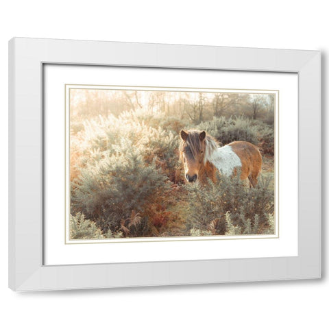 Horse in forest White Modern Wood Framed Art Print with Double Matting by Frank, Assaf