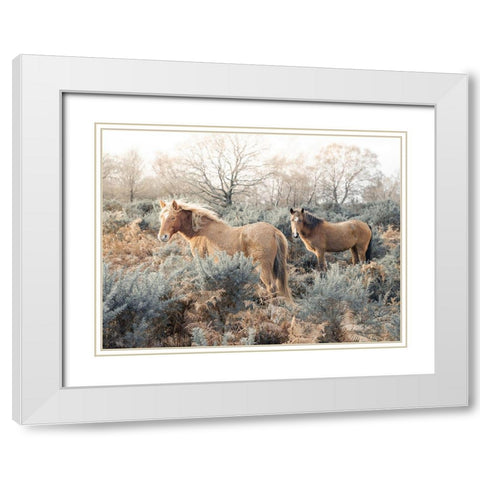 Horses in the wild White Modern Wood Framed Art Print with Double Matting by Frank, Assaf