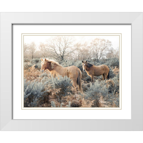Horses in the wild White Modern Wood Framed Art Print with Double Matting by Frank, Assaf