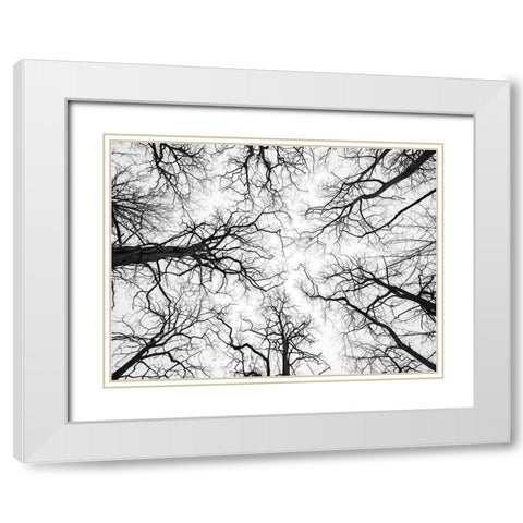 Low angle view of tree tops White Modern Wood Framed Art Print with Double Matting by Frank, Assaf