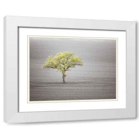 Single tree in foggy grassfield White Modern Wood Framed Art Print with Double Matting by Frank, Assaf