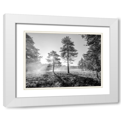 Sun trough trees White Modern Wood Framed Art Print with Double Matting by Frank, Assaf