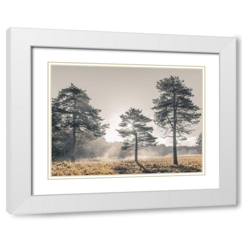 Sun trough trees White Modern Wood Framed Art Print with Double Matting by Frank, Assaf