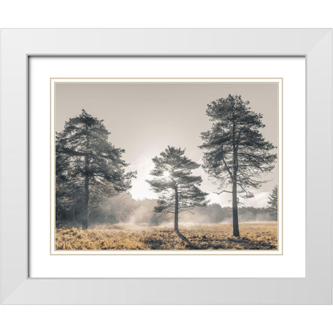 Sun trough trees White Modern Wood Framed Art Print with Double Matting by Frank, Assaf