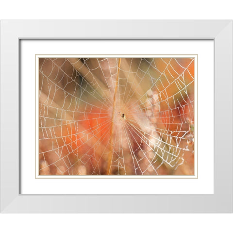 Spider web White Modern Wood Framed Art Print with Double Matting by Frank, Assaf