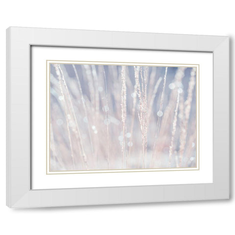Dried grass White Modern Wood Framed Art Print with Double Matting by Frank, Assaf