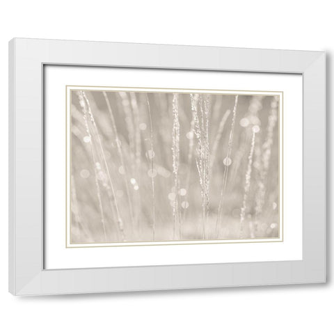 Dried grass White Modern Wood Framed Art Print with Double Matting by Frank, Assaf