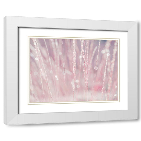Dried grass White Modern Wood Framed Art Print with Double Matting by Frank, Assaf
